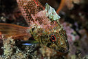BUITEN BEELD Foto: 217233