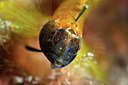 BUITEN BEELD Foto: 217235