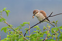 BUITEN BEELD Foto: 217253