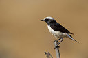 BUITEN BEELD Foto: 217277