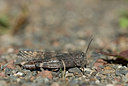 BUITEN BEELD Foto: 217367