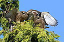 BUITEN BEELD Foto: 217374