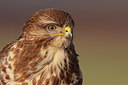 BUITEN BEELD Foto: 217387