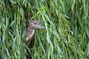 BUITEN BEELD Foto: 217388