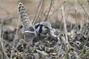 BUITEN BEELD Foto: 217391
