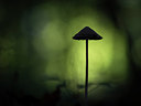 BUITEN BEELD Foto: 217455