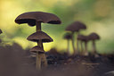 BUITEN BEELD Foto: 217459