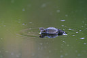 BUITEN BEELD Foto: 217460