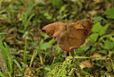 BUITEN BEELD Foto: 217473