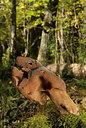 BUITEN BEELD Foto: 217478