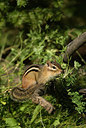 BUITEN BEELD Foto: 217479