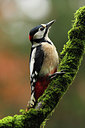 BUITEN BEELD Foto: 217482