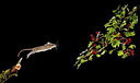 BUITEN BEELD Foto: 217557