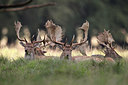 BUITEN BEELD Foto: 217632