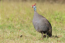 BUITEN BEELD Foto: 217634