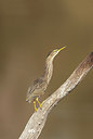 BUITEN BEELD Foto: 217641