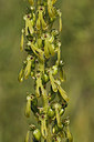 BUITEN BEELD Foto: 217830