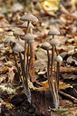 BUITEN BEELD Foto: 217930