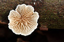 BUITEN BEELD Foto: 217931