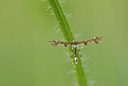 BUITEN BEELD Foto: 217937