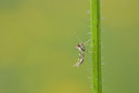 BUITEN BEELD Foto: 217939