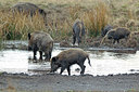 BUITEN BEELD Foto: 217955