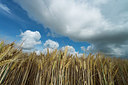 BUITEN BEELD Foto: 218021