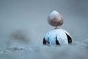 BUITEN BEELD Foto: 218049