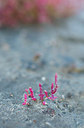 BUITEN BEELD Foto: 218070