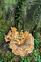 BUITEN BEELD Foto: 218121