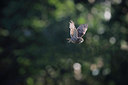 BUITEN BEELD Foto: 218166