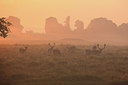 BUITEN BEELD Foto: 218171