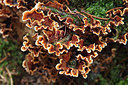 BUITEN BEELD Foto: 218194