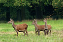 BUITEN BEELD Foto: 218240