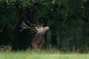 BUITEN BEELD Foto: 218242