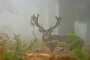 BUITEN BEELD Foto: 218243