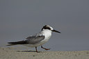 BUITEN BEELD Foto: 218254
