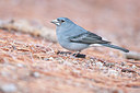 BUITEN BEELD Foto: 218262