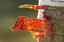BUITEN BEELD Foto: 218275