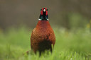 BUITEN BEELD Foto: 218280
