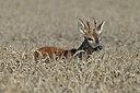 BUITEN BEELD Foto: 218287