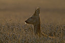 BUITEN BEELD Foto: 218294