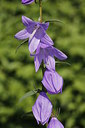 BUITEN BEELD Foto: 218301