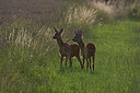 BUITEN BEELD Foto: 218305