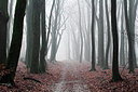 BUITEN BEELD Foto: 218352
