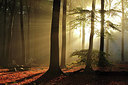 BUITEN BEELD Foto: 218358