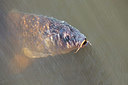BUITEN BEELD Foto: 218419