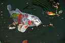 BUITEN BEELD Foto: 218423