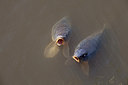 BUITEN BEELD Foto: 218437