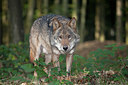 BUITEN BEELD Foto: 218448